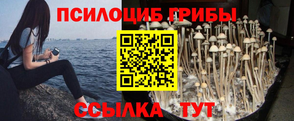 Псилоцибиновые грибы мицелий  Вход с VPN  Архангельск  Псилоцибиновые грибы Psilocybine cubensis 