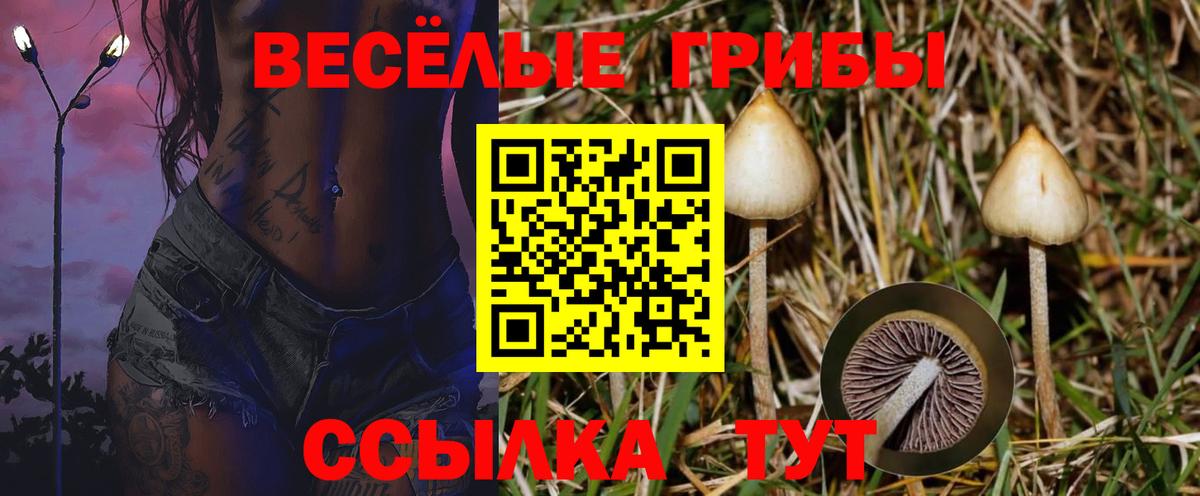 Галлюциногенные грибы Cubensis Архангельск